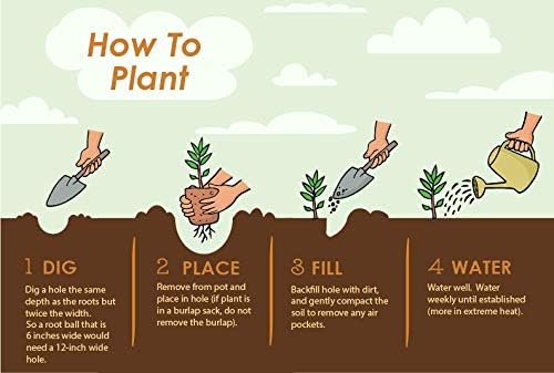 Brighter Blooms - Calamondin Tree, 3-4 Feet - Live Plant - No Shipping to AL, AZ, FL, GA, LA, OR, TX