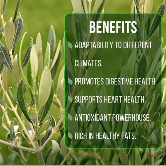 Olive Tree Mission (4 Pack) Real Olea Europaea | Easy to Grow Plants | Great Gift for Celebrations | Grow Your own Food on Your Edible Organic Garden| Edible Fruit Plant Live for Planting|