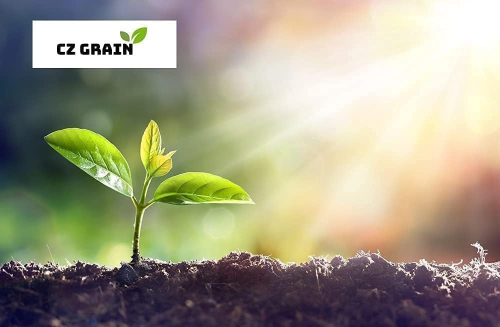 Canna Dwarf 'Tropical Sunrise' Bulb ā Soft Peach Blooms for Containers & Gardens - Bring a Touch of The Tropics to Your Garden (5 Rhizomes)