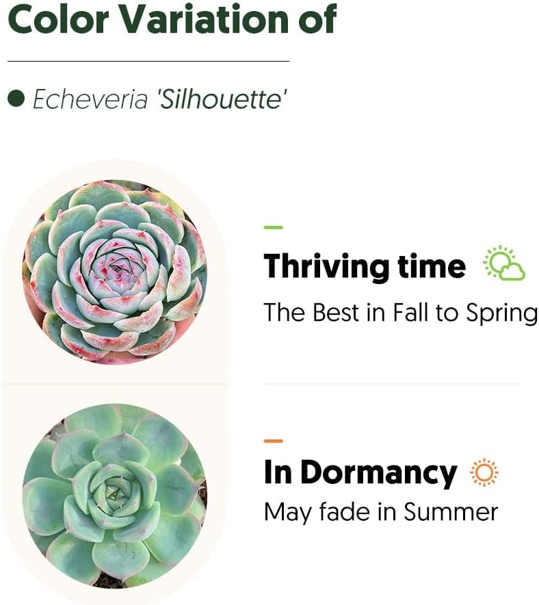 Live Succulent Echeveria 'Silhouette', Approx 2-inch Large, Potted Succulents, Fully Rooted, Easy Care House Plants