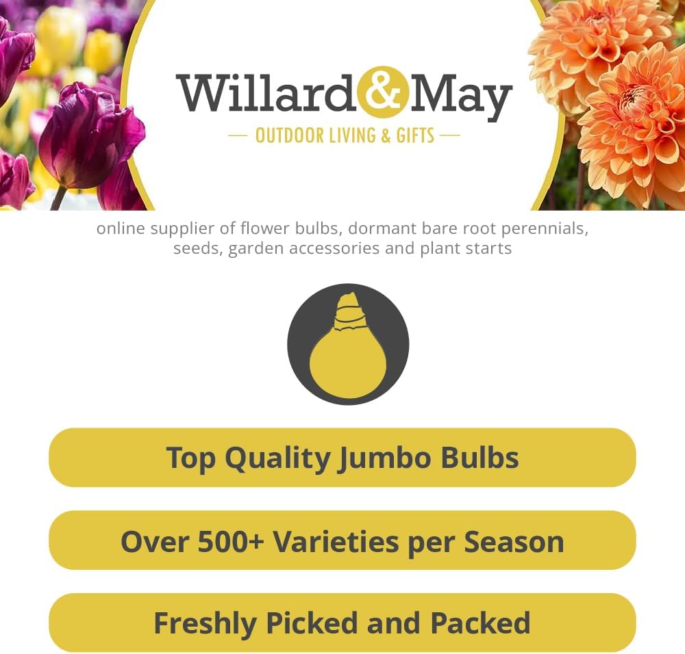 25 Picotee Ranunculus Bulbs Color Mix for Planting - Buttercup Flower Bulb Value Pack - Plant in Gardens, Containers & Flowerbeds - Easy to Grow Fall Perennial Flowers Bulbs by Willard & May