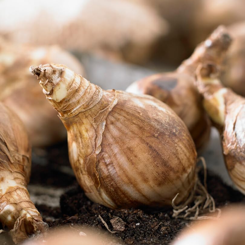 50 Mixed Daffodil Bulbs – Naturalizing Narcissus Variety Pack – Bulk of Spring-Blooming Flowers – Deer Resistant & Cold Hardy – Easy Fall Planting - Plant in Gardens, Borders & Beds - Willard & May