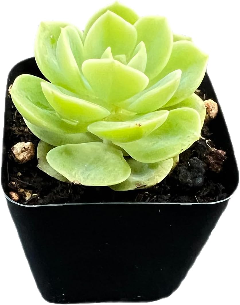 2" Rare Succulent Echeveria 'Honey Melon', Live Succulents Plants Fully Rooted in Grower Pots, for Wedding Favor, Party Favor