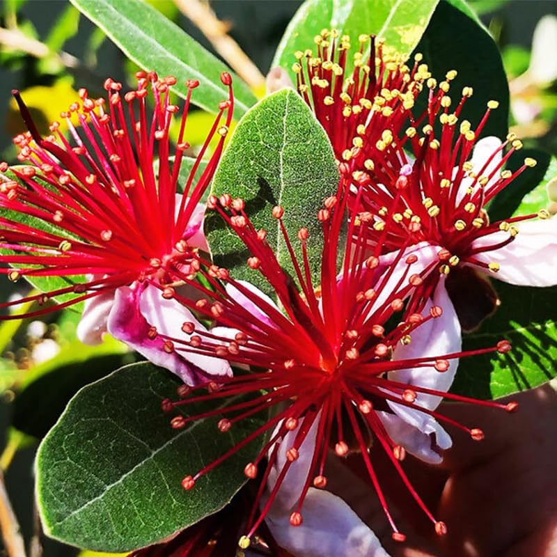Pineapple Guava Plant Tree Live, Fragrant Guava Tree Plant for Growing, Very Well Rooted, 5 to 10 Inc Tall