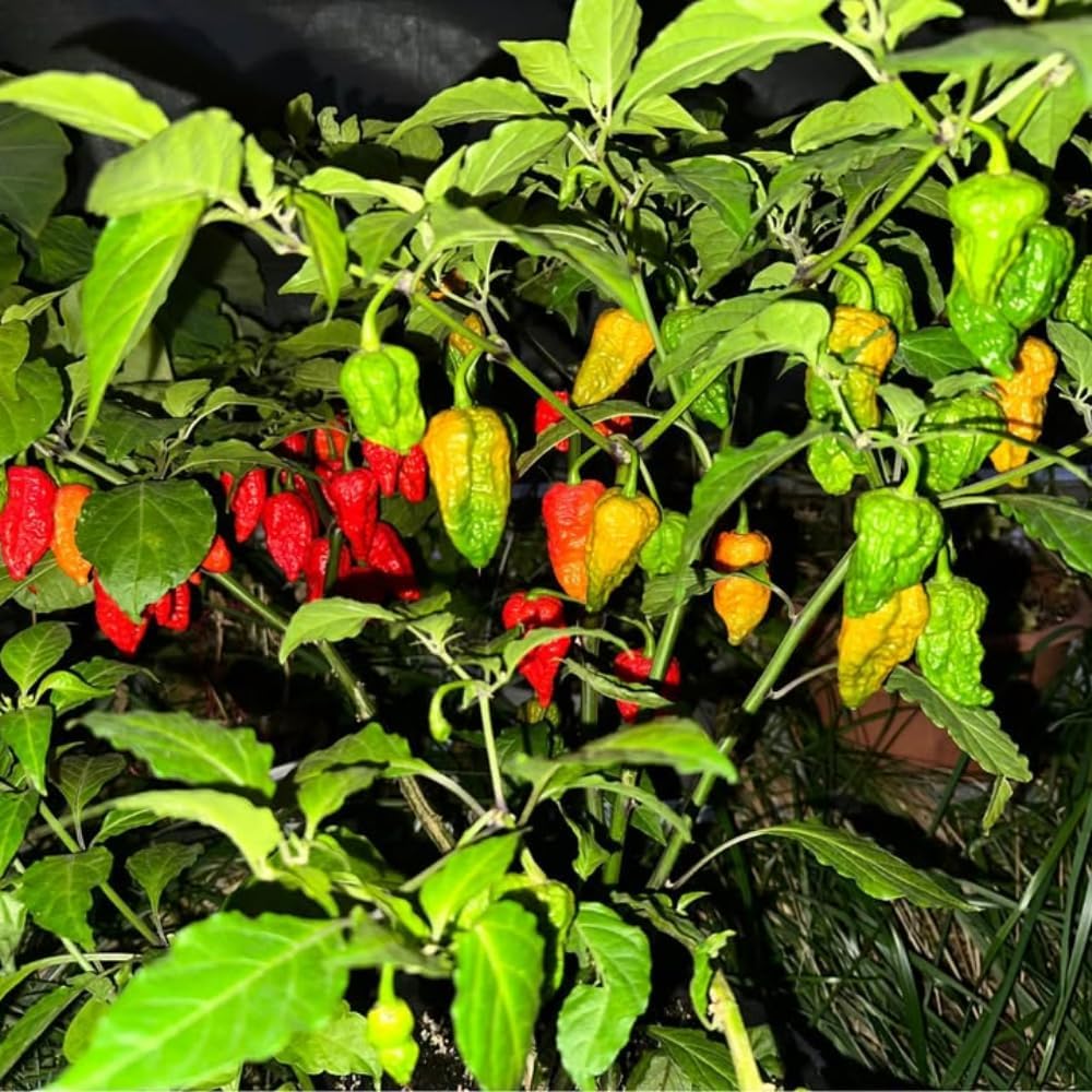 Pack 2 Pepper Plants, Hot Chili Pepper Live Plants for Growing, 80 Days Old Plants (Red Jolokia Ghost)