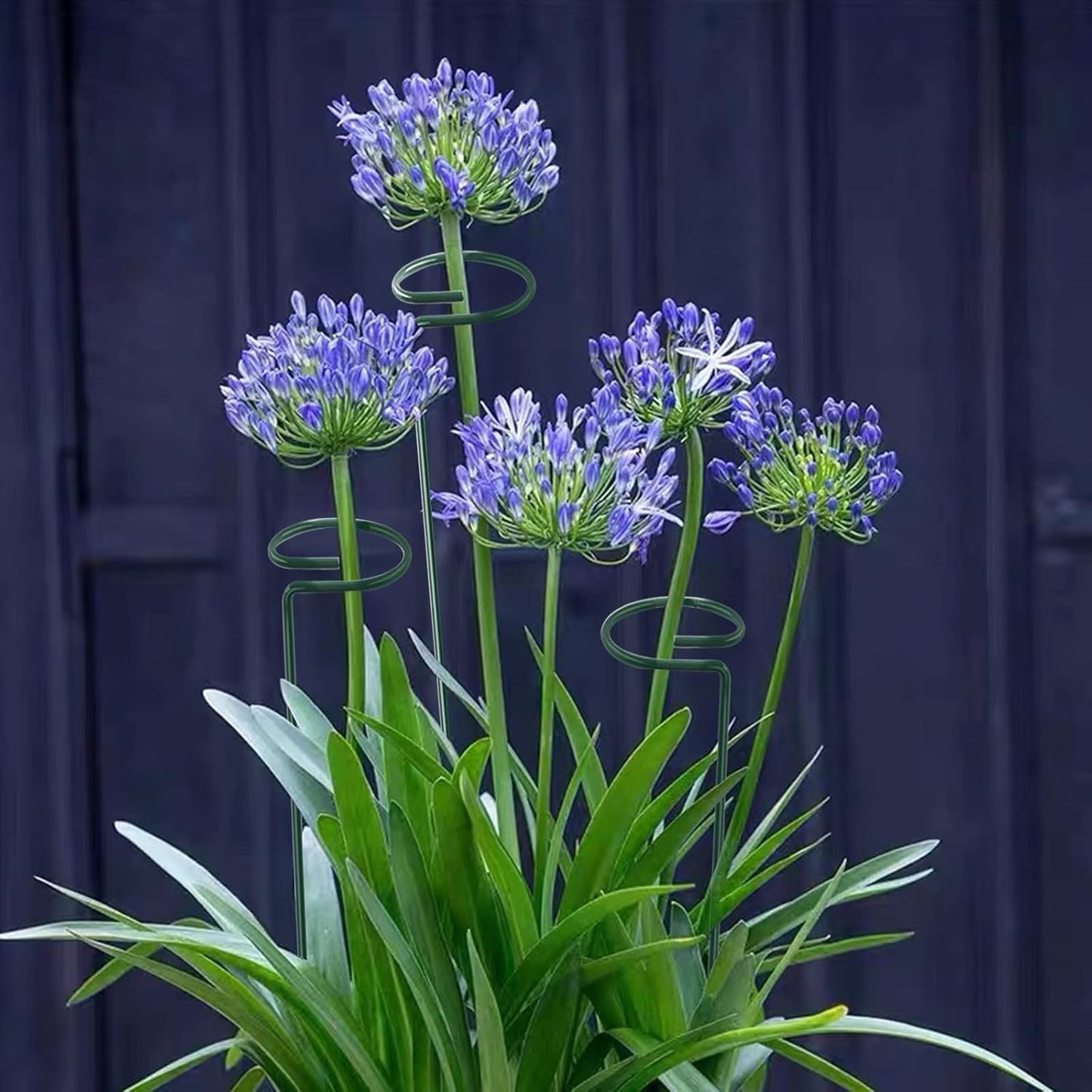 36 Inch 12 Packs Plant Support Stakes,Garden Single stemmed Plant Support Hoops, Plant Prop, for Flowers,Orchid, Tomatoes Peony Lily Rose (36 inch)