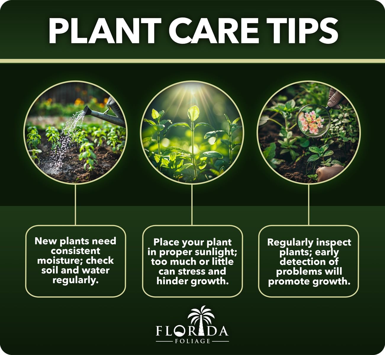 Fragrant Tea Olive | 3 Live Gallon Size Plants | Osmanthus fragrans | Ideal for Gardens & Landscaping | Easy-to-Grow Evergreen Shrub | Delightful Sweet Scent | Decorative & Versatile