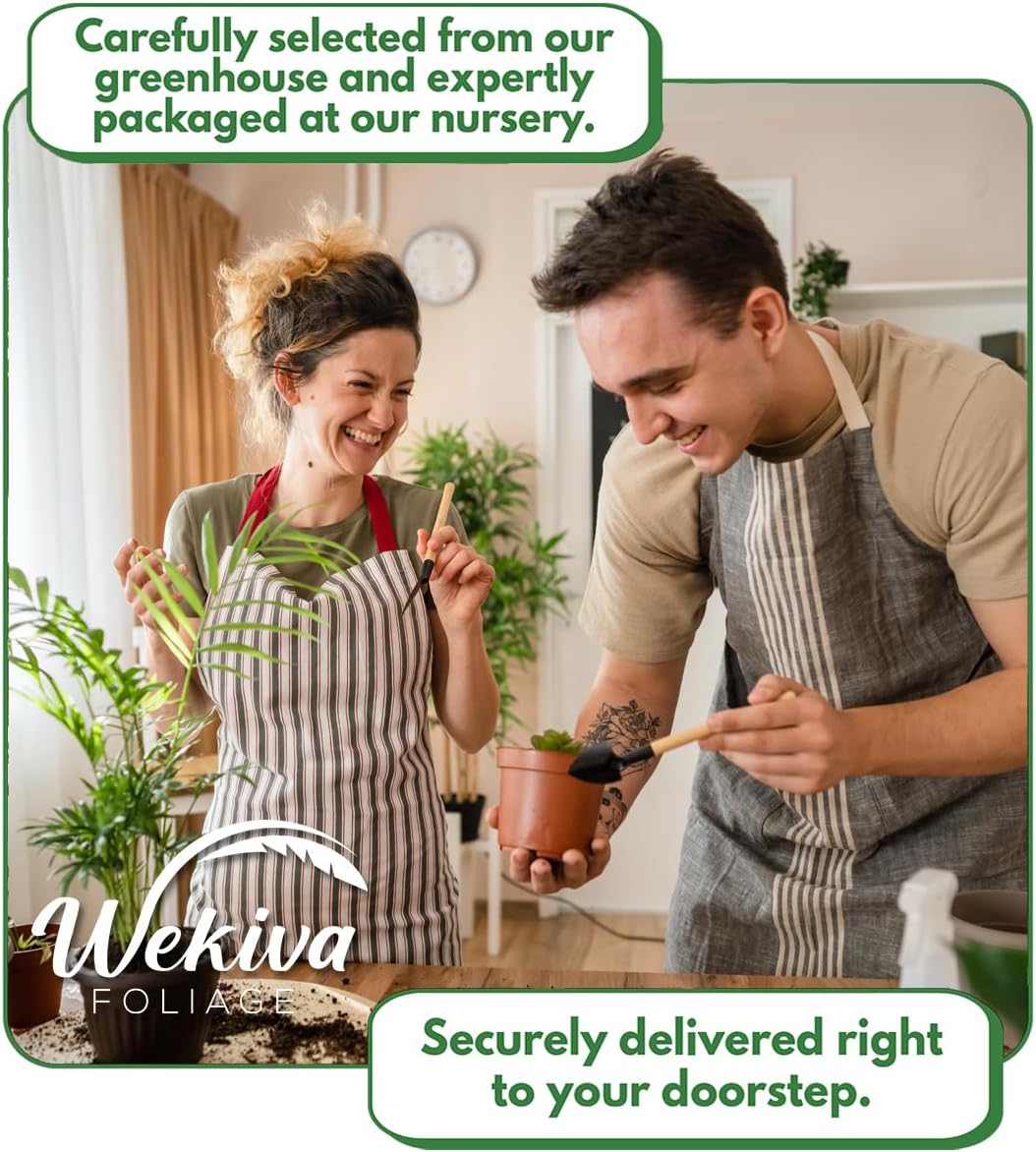 Fignomenal Fig Tree - 4 Live Starter Plants - Ficus Carica - Edible Fruit Tree for The Patio and Garden