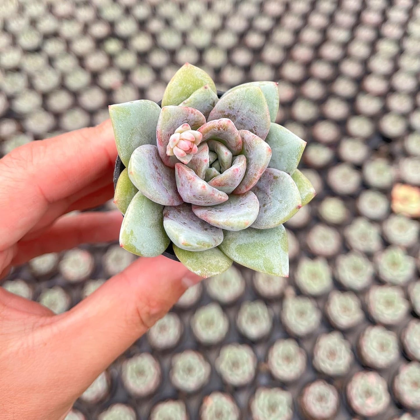 2" Live Succulent 'E. German Champagne', Rare Succulent Plants Fully Rooted in Pots, Unique House Plant for DIY, Party Favor, Home Office Decoration