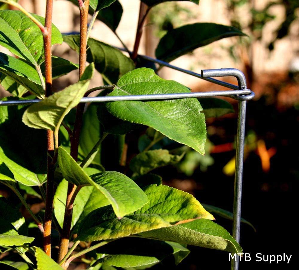 Galvanized Square Folding Tomato Cage Plant Support Stake Tower 12 inch by 46 inch, Pack of 10 Sets(Also Sold as Pack of 2 & 5,PVC Green is Available)