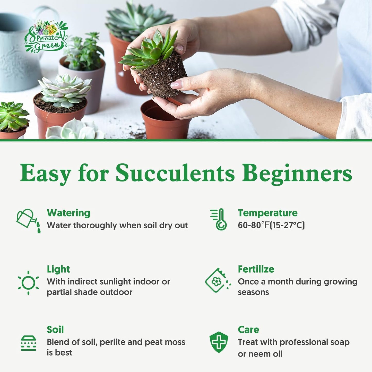 Sprout N Green Sedum Adolphi 'Firestorm', Live Succulent Fully Rooted in 4 inch Nursery Planter Pots with Soil, House Plant for Home Office Wedding Decoration DIY Projects Party Favor