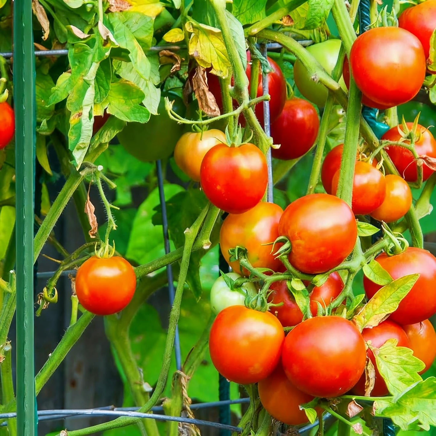 Xiny Tool Garden Stakes, 15 Pack 8 FT Steel Plant Garden Tomato Stakes with Plastic Coat for Climbing Plants (96 Inch)