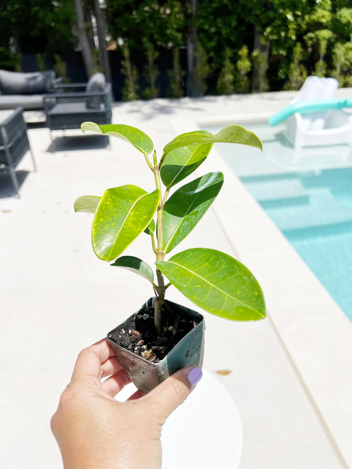 Generic Stephanotis Floribundas Madagascar Jasmine Vine | 2 inch Pot | Fairy Garden (1), green