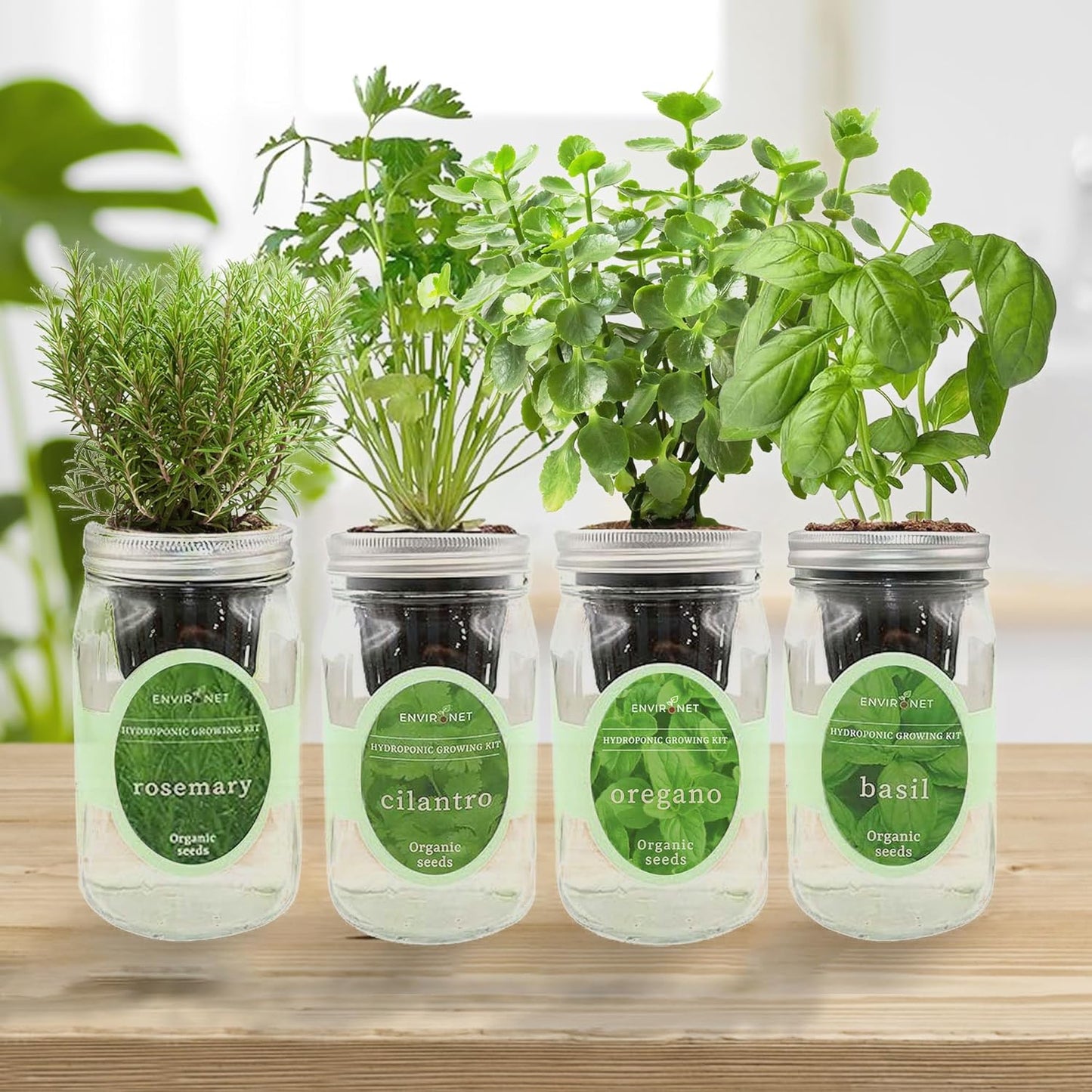 Hydroponic Mason Jar Organic Herb Seed Starter Kits - Mediterranean Herb Mix Growing Kits, Windowsill Herb Garden, Gardening Gift (Rosemary, Cilantro, Oregano, Basil)