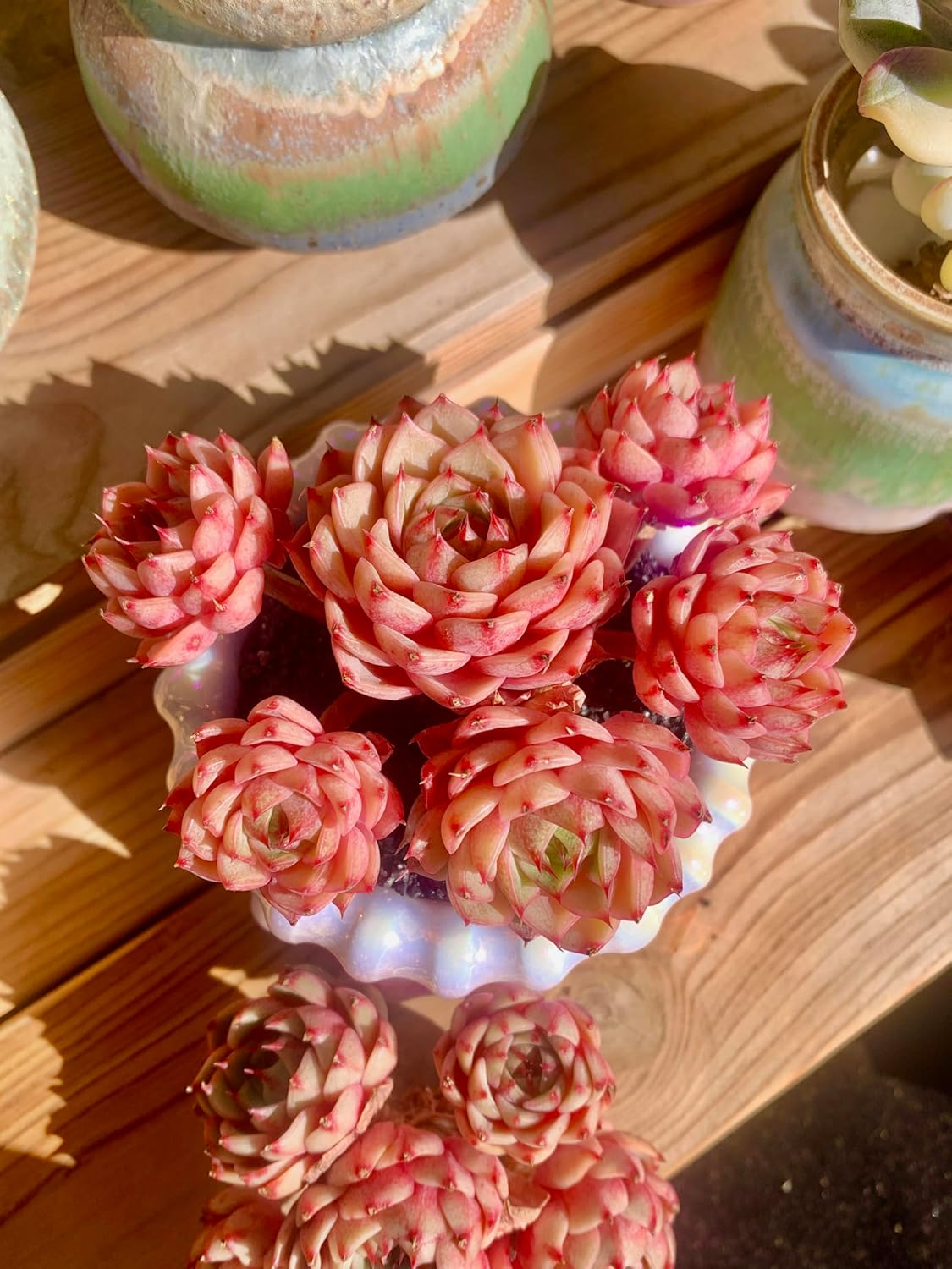 Echeveria Ben Badis Rare Live Succulent Plants, Red 4-5 Heads 3" Live Plant, Package Without Pot & Soil, Garden Indoor Office Desk, Wedding Party Baby Shower Decoration, Friend Plant Lovers Gifts