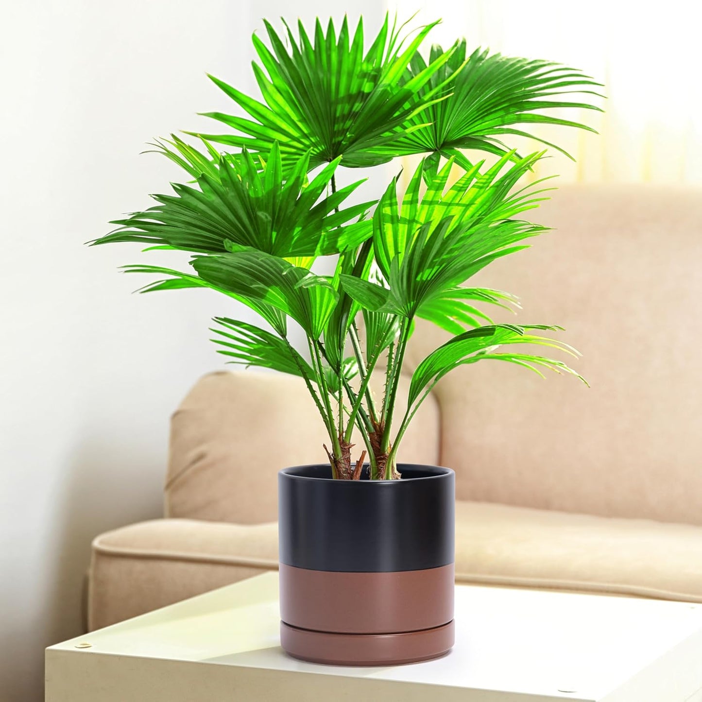 D'vine Dev 6.5 Inch Ceramic Planter Pot with Drainage Hole and Saucer, Indoor Cylinder Round Planter Pot, Black/Speckled Tan, 94-O-C-7