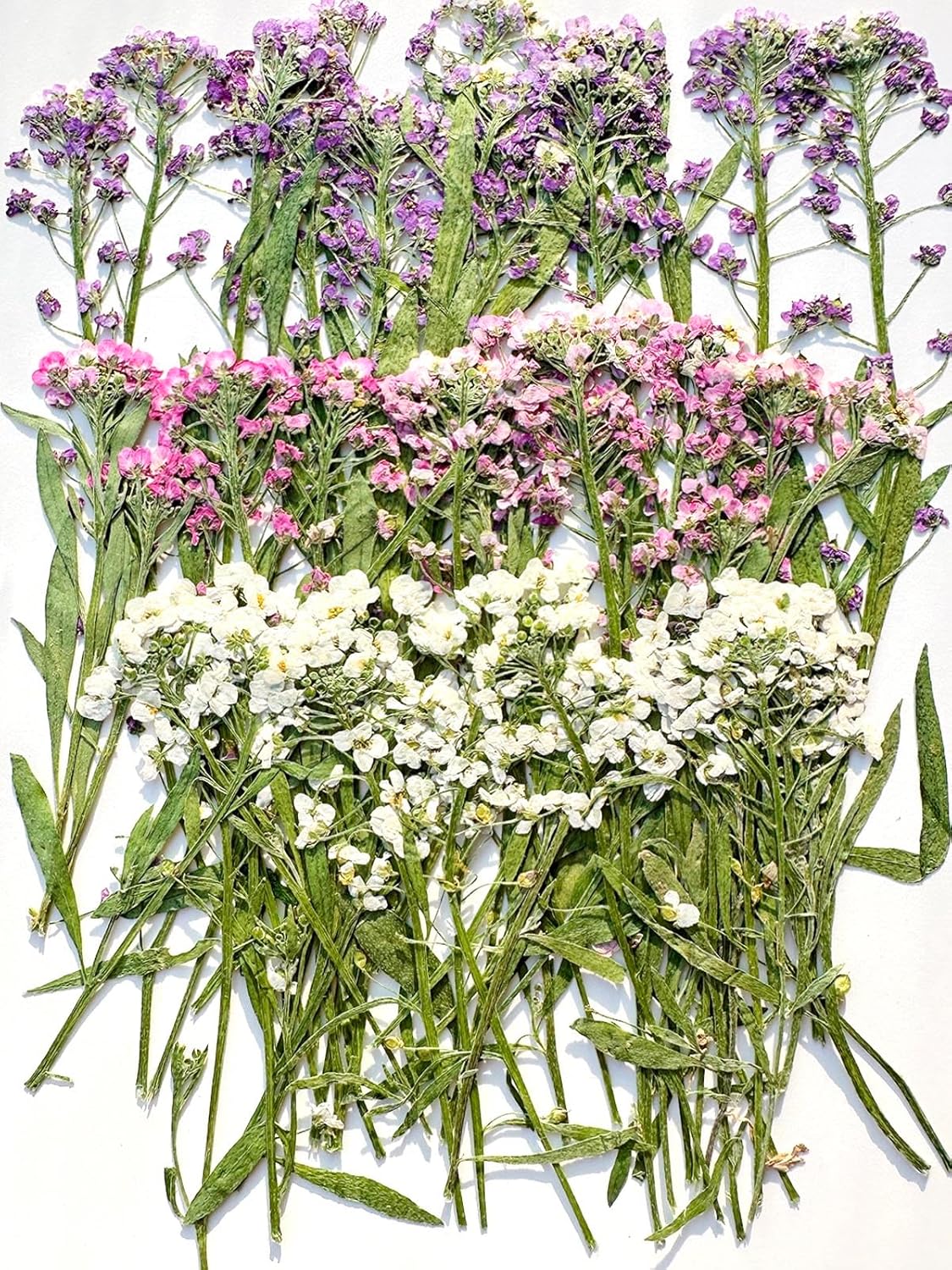 48 Pcs Mix Natural Dried Pressed Flowers for Cake Decorating, Real Dry Flower for Resin Jewelry Making, DIY Art Crafts - Sweet Alyssum