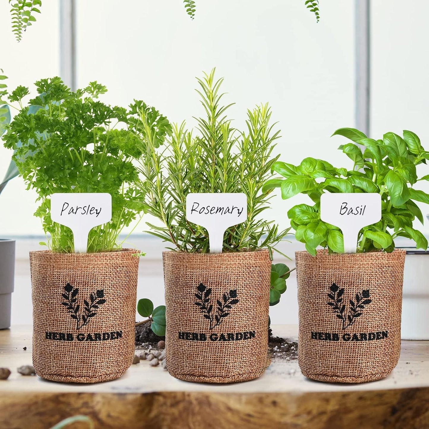 Indoor Herb Garden Starter Kit, 5 Non-GMO Herb Seeds - Basil, Parsley, Rosemary, Thyme, and Mint with Complete Planting Set for Kitchen Herb Garden DIY
