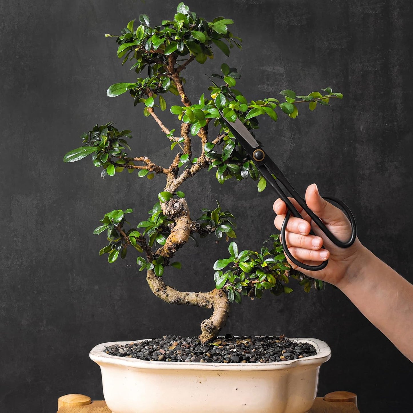 Professional Bonsai Slim Scissors | Pruning Shears for Trimming Plants | Japanese Gardening, Bonsai Tools | Garden Scissors