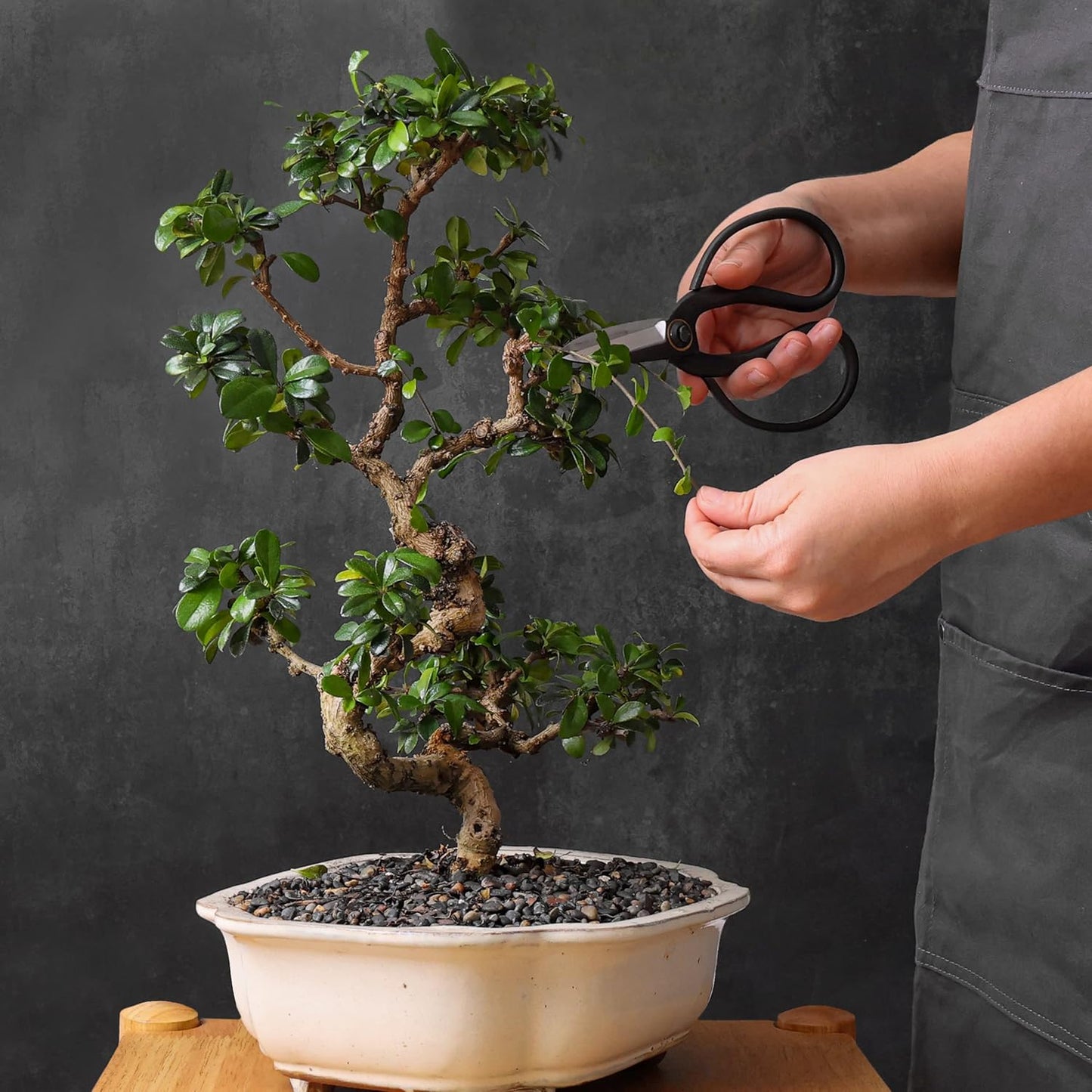 Professional Bonsai Butterfly Scissors | Pruning Shears for Trimming Plants | Japanese Gardening, Bonsai Tools | Garden Scissors