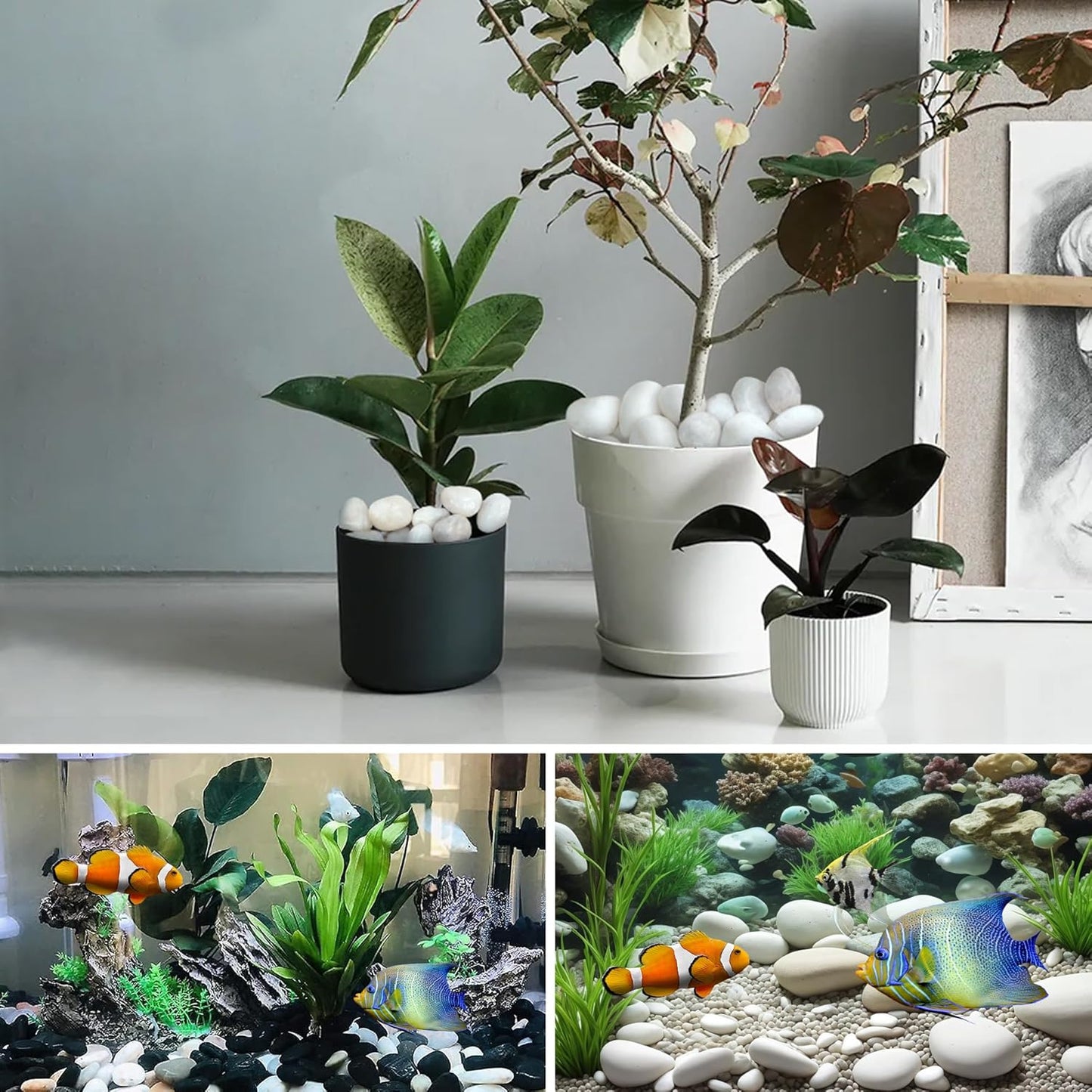 5lbs Large Pebbles for Indoor Plants, 2-3 Inch Natural White River Rocks for Aquarium, High Polished Decorative Stones for Vase Filler Fish Tank Landscaping Garden