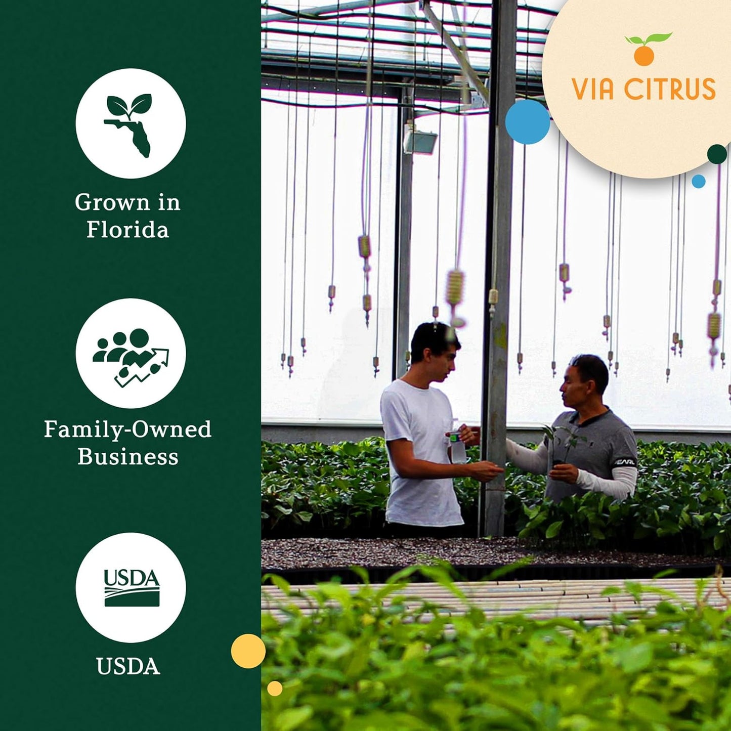 Key Lime Live Tree Indoor Plants Outdoor 18-22" Tall - Fruit Trees, Key Limes Tree Outdoor Patio Cannot Ship: CA/AZ/TX/LA – Potted Indoor Fruit Trees Live Plants, Plant Lover Gifts by Via Citrus