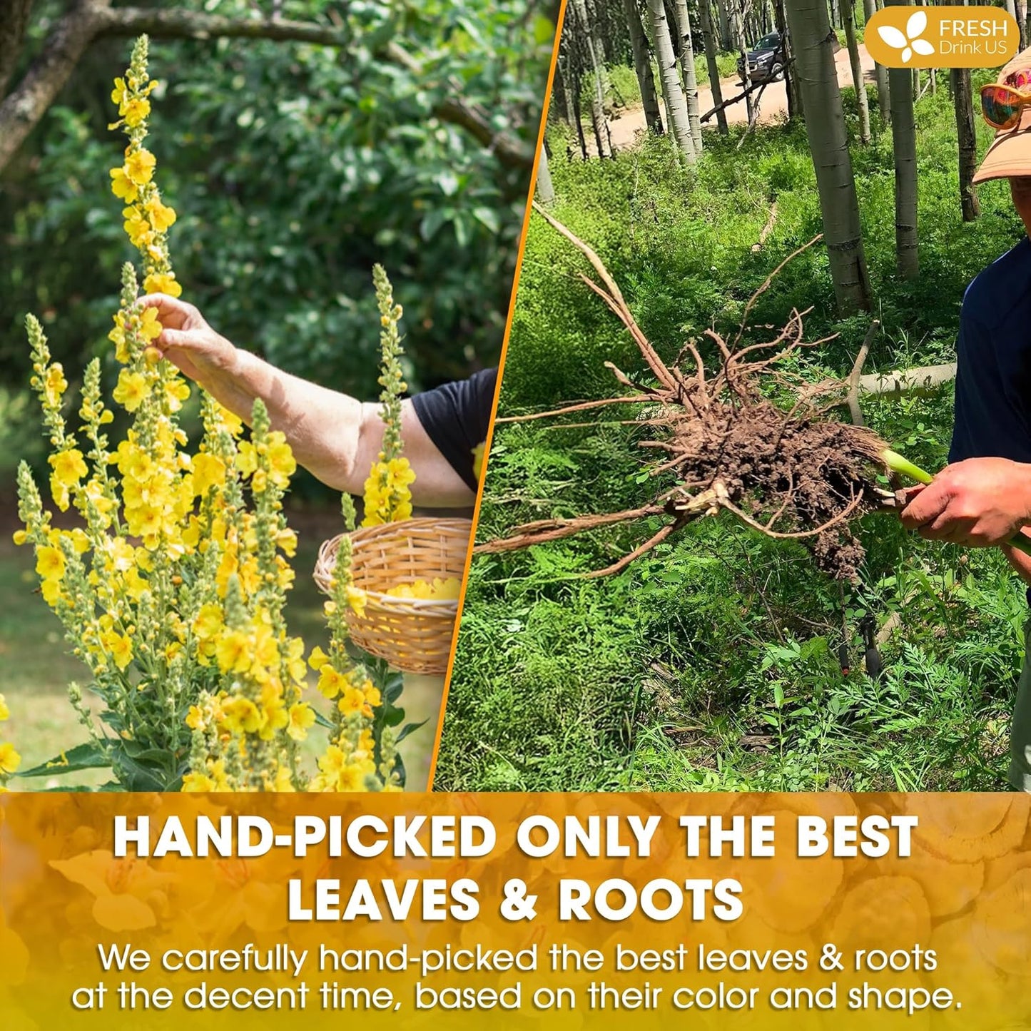 FreshDrinkUS, Premium 55 Mullein Licorice Tea Bags, 100% Natural, Blend of Mullein Leaves, and Licorice Root. Made with Natural Material Tea Bags. No Sugar, Vegan.