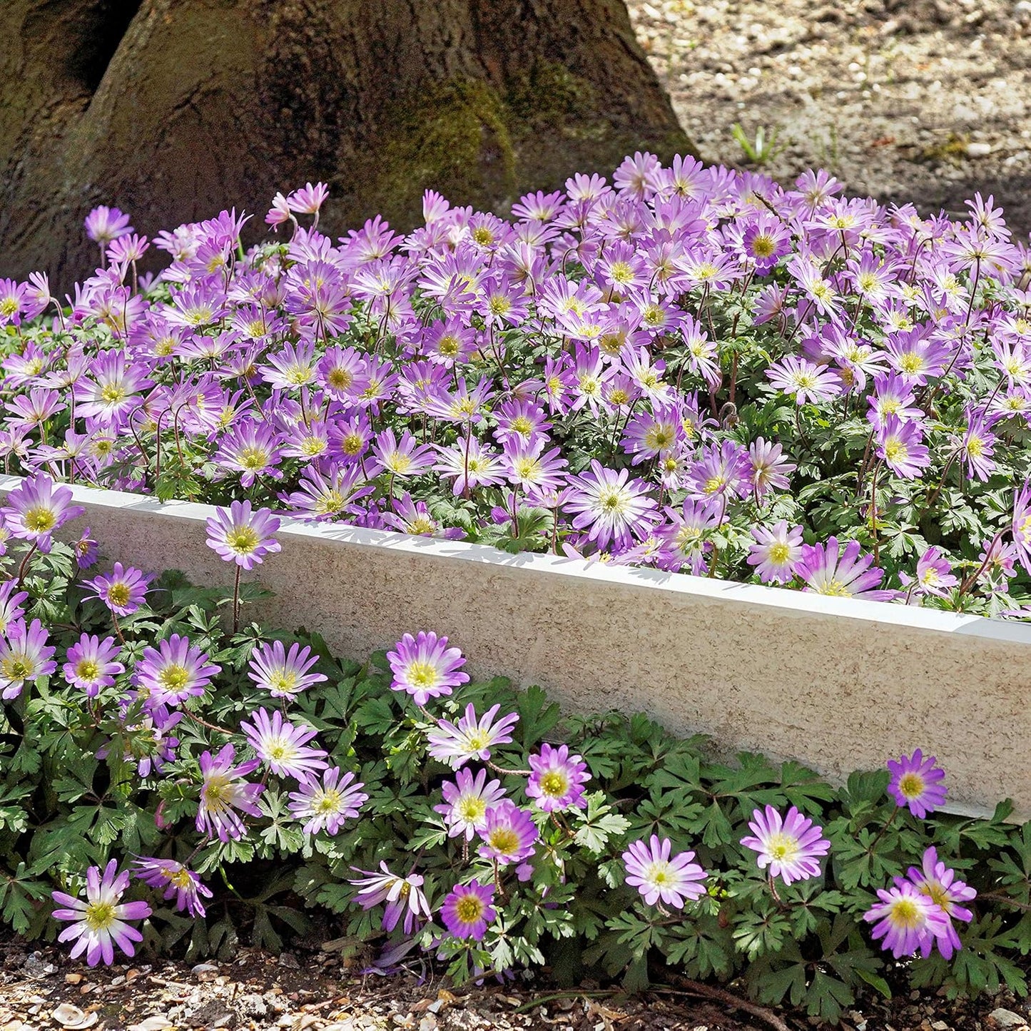 Easy to Grow Anemone Blanda Pink Shades 20 Plant Bulbs - Pink Flowers in Spring Outdoor, Full Sun