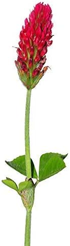 Crimson Clover Seeds (Coated) - 1 Lb - Garden Cover Crop, Non-GMO, Open Pollinated, Perennial, Heirloom - Coated for Easy Planting