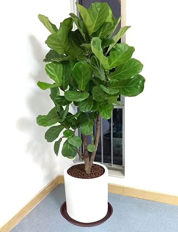 2 Pack of Bird Bath Bowl 12", 1.6" Depth, 10 12 inch Birdbath Bowls Dish Only for The Garden, Large Plant Saucer (12", Chocolate)