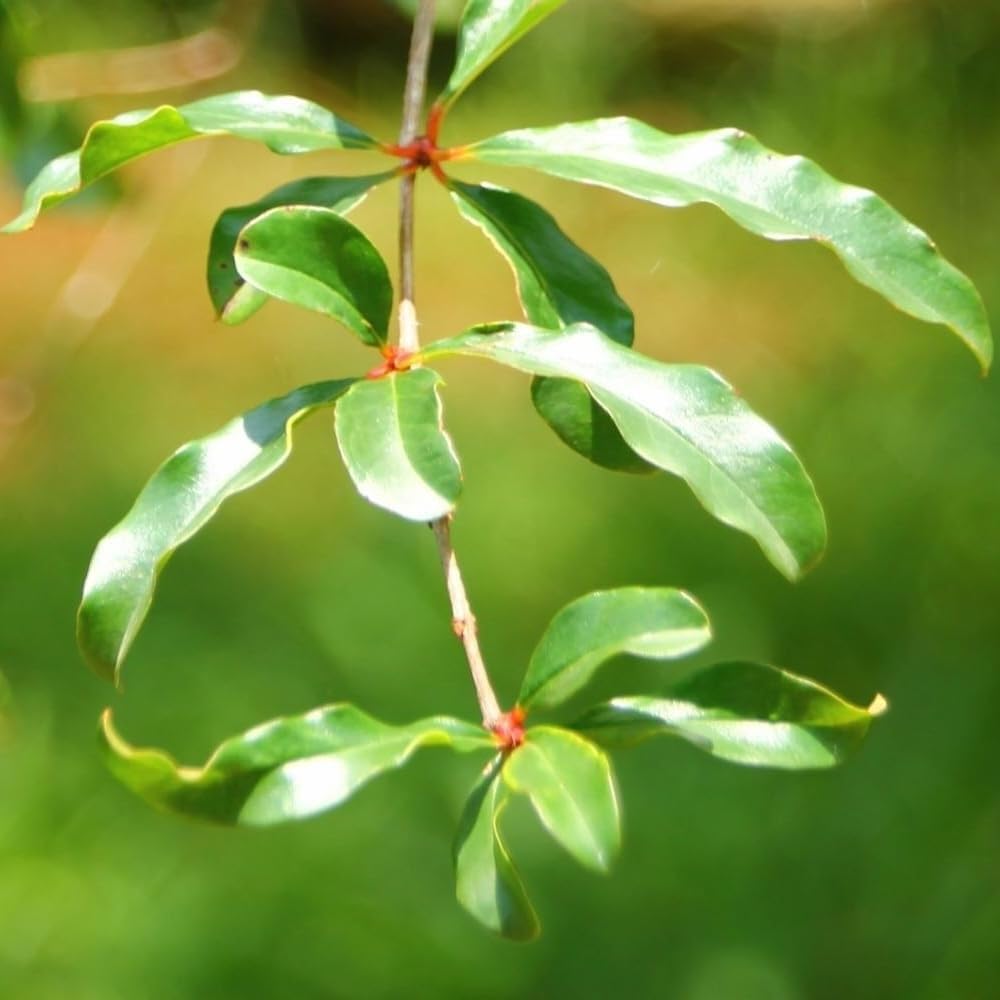 Live Dwarf Pomegranate Plant (Punica Granatum) - Compact, Ornamental Fruit Bearing Shrub, Indoor/Outdoor (4 pom-Dwarf sacs)