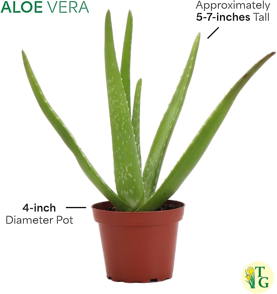Thorsen's Greenhouse Aloe Vera, Live Indoor Plant, Aloe barbadensis, Easy to Grow, Succulent, Natural Air Purifier, 4" Diameter Pot (White)