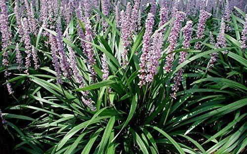 Emerald Goddess Liriope Muscari - 20 Live Plants - Drought Tolerant Low Maintenance Evergreen Ground Cover Grass