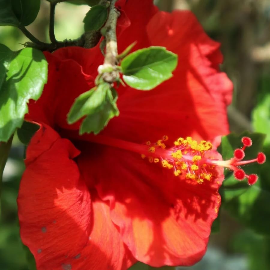 Red Hibiscus. rosa-sinensis. Live Plant - Tropical Blooming Hibiscus, Pretty Flowers, Used in Tea and Juice (2 red Hibiscus Cups)