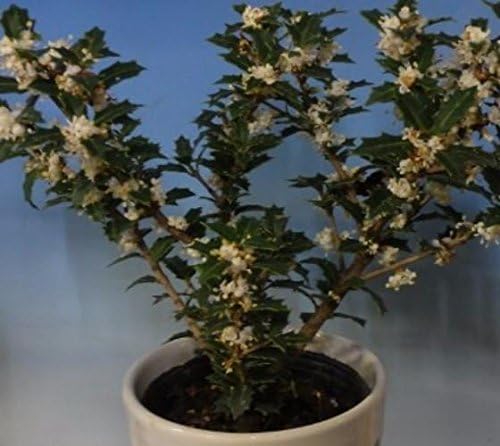 Fragrant Princess Dwarf Tea Olive ( 'Kaori Hime' osmanthus ) - Live Plant - Quart Pot