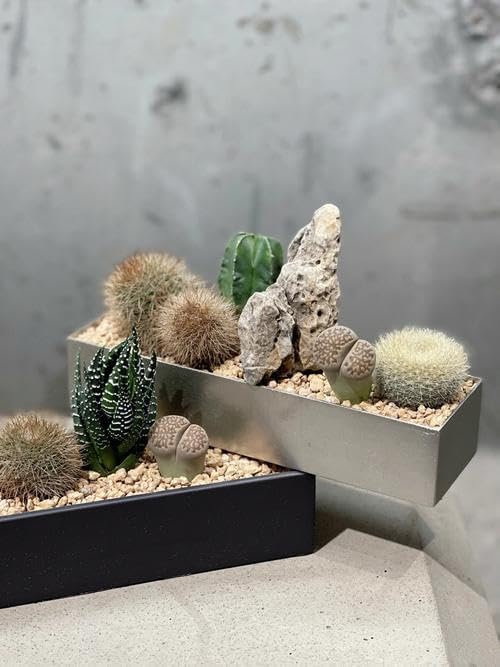 2 lbs Pea Gravel - 3/8 Inch Small Pebbles Rocks for Indoor Plants, Succulents, Cactus, Fish Tank, Terrarium, Landscaping and Decorative Stones(32 oz, 6-9 mm)