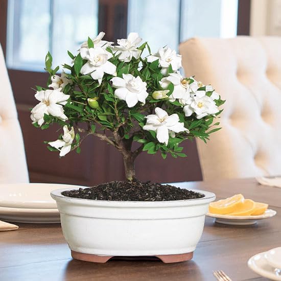 Gardenia Veitchii - Everblooming - Gardenia Jasminoides. Fragrant Evergreen Shrub with Glossy Foliage and Pure White Blooms, Perfect for Pots, Borders, or Gardens (2 Gardenia Veitchii Plants in Sac)
