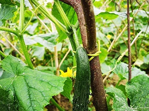 TIPU Soft Rubber Garden Rope Twine, Soft Hollow Stretchy Plant Support and Garden Twine, Green, 262 FT