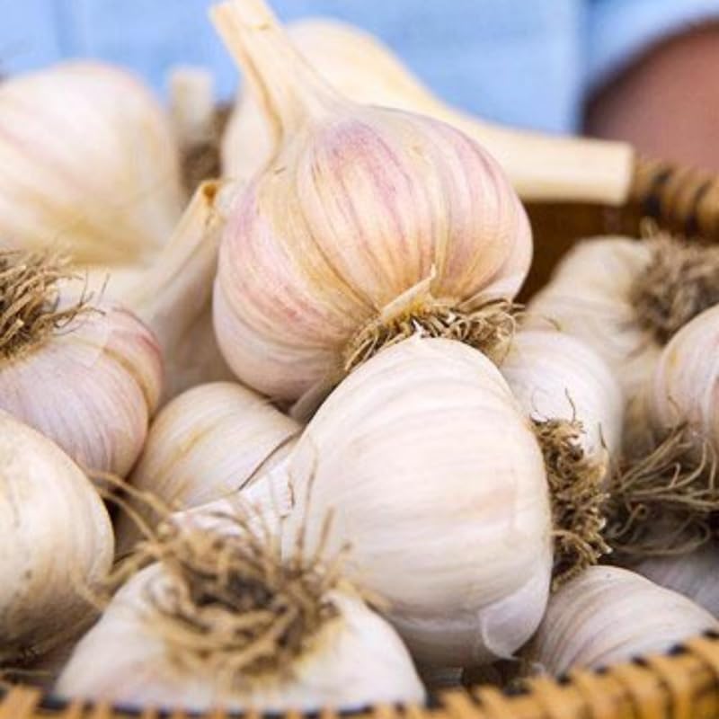 1 Pound Garlic for Planting in Fall Softneck, 8Carlifornia Solfneck Garlic Bulbs for Planting, Fresh and High Yield Bulb Variety Pack, Hardy and Fast Growing