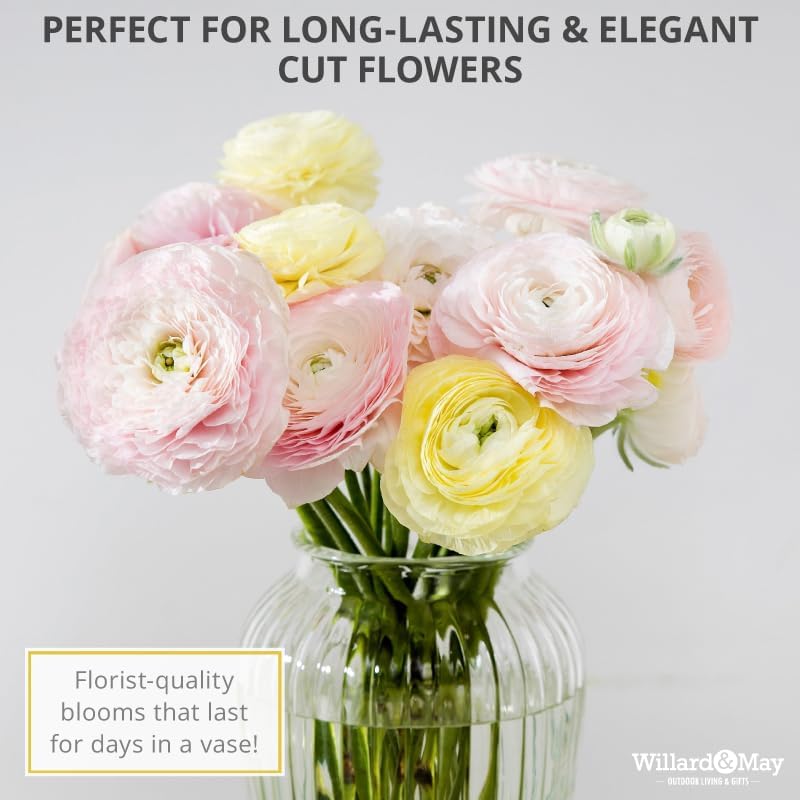 25 Pastel Mixed Ranunculus Bulbs for Planting - Buttercup Color Mix Value Bag - Plant in Gardens, Borders & Flowerbeds - Easy to Grow Fall Flowers Bulbs by Willard & May