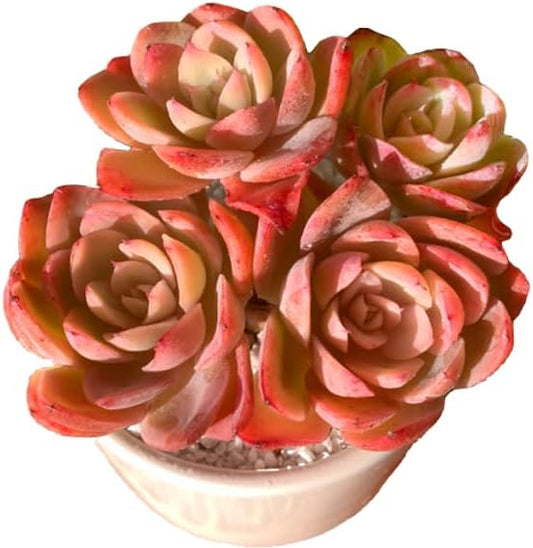 FWPP Live Succulents Plants Echeveria Silk Veil 3 inches,Rare Pink Succulents Bare Root Without Pot Soil, Live Plants Indoor Office Decoration Wedding and Gift