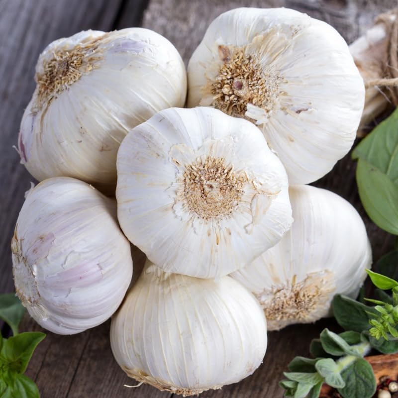 1 Pound Garlic for Planting in Fall Hardneck, 8 Music Garlic Bulbs for Planting, Fresh and High Yield Bulb Variety Pack, Hardy and Fast Growing