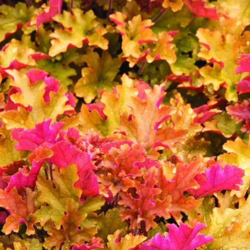 2 Heuchera Live Plants, Coral Bells Red Oragne Yellow Heuchera Perennials for Outdoor Garden, Shade Border, Containers, 4-6” Tall Well-Rooted