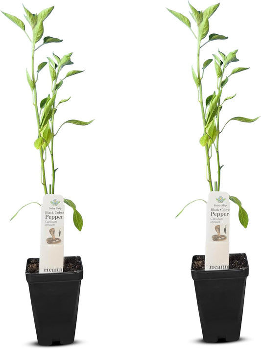 Premium Black Cobra Pepper (Capsicum Annuum) - Rare & Exotic Hot Chili Pepper, Perfect for Home Gardening and Gourmet Cooking (2 bkcbr pep Cups)