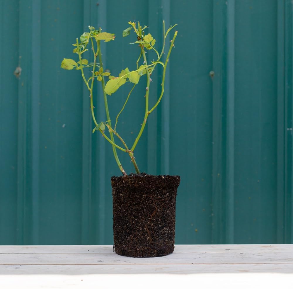 Heirloom Roses Rose Plant - Green Romantica® Rose Bush, Hybrid Tea Live Plant for Planting Outdoors