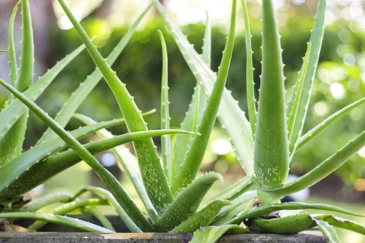 Aloe Vera Plant Live, Live Aloe Vera Plant Indoor, 4 Inc Potted, Succullent Plant Live for Gardening
