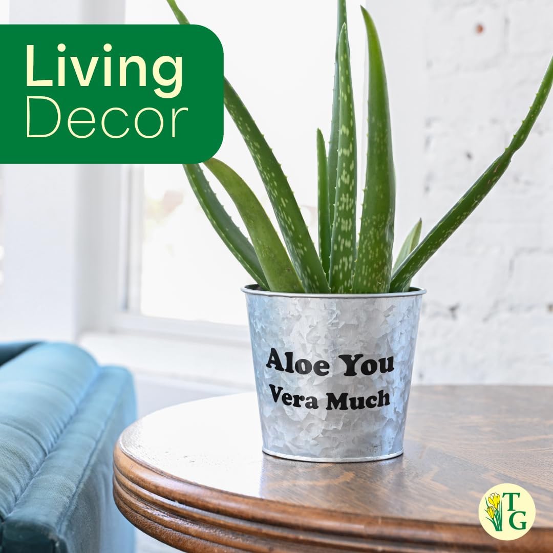 Thorsen's Greenhouse Aloe Vera, Live Indoor Plant, Aloe barbadensis, Easy to Grow, Succulent, Natural Air Purifier, 4" Diameter Pot (Gold)