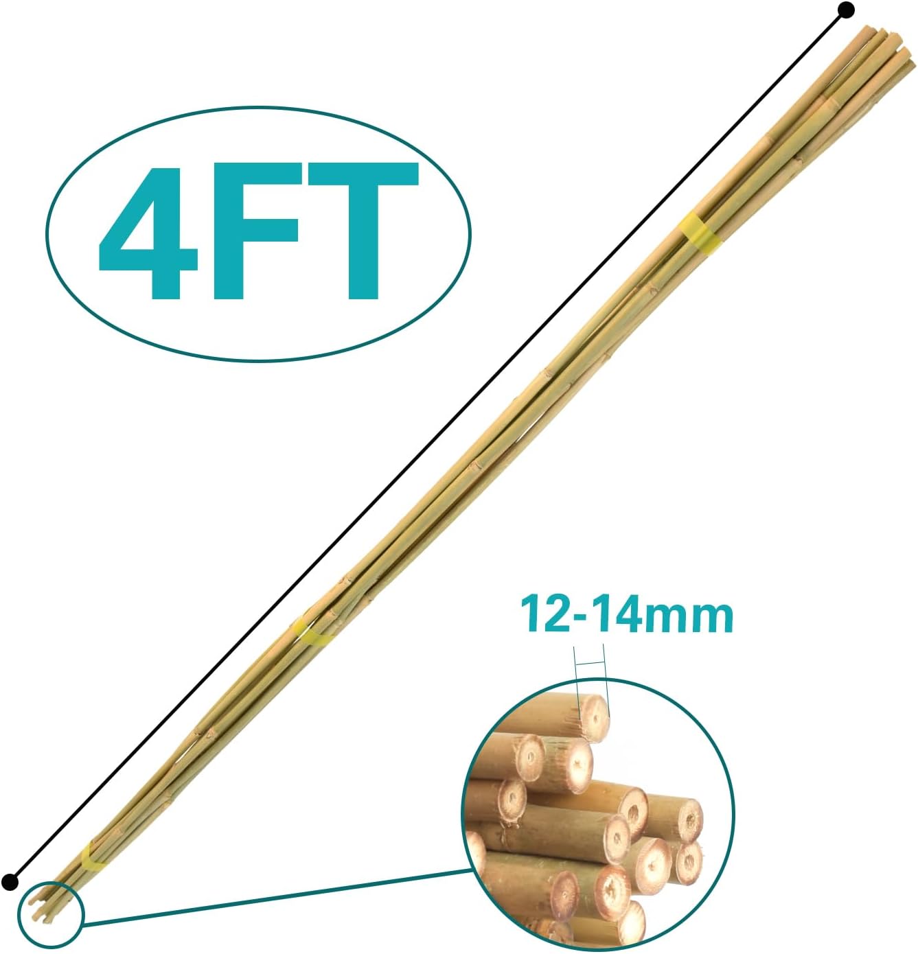 Bamboo Stakes 4 FT 30pcs, 48 inch Garden Stakes Multi-Purpose, Plant Stakes for Tomatoes, Beans, Cucumbers, Peppers, Flowers, Potted, Maintain The Plant Posture, Strengthen and Stem