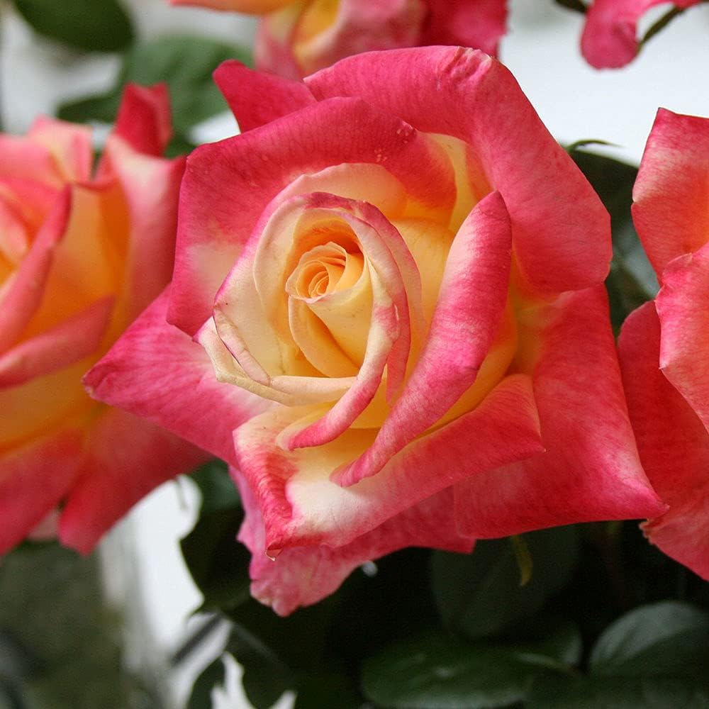 Heirloom Roses Love & Peace® Rose Bush - Hybrid Tea Rose Plant for Outdoor Planting