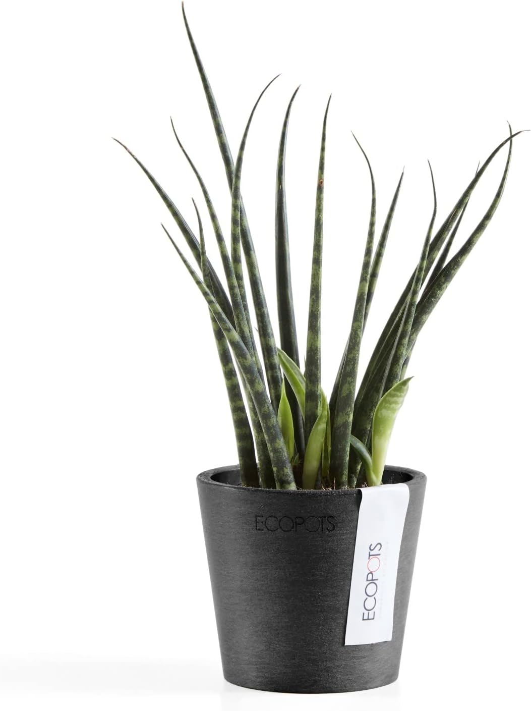 Ecopots Amsterdam Mini Durable Modern Round Recycled-Based Composite Flower Pot Planter, Dark Grey, 3"